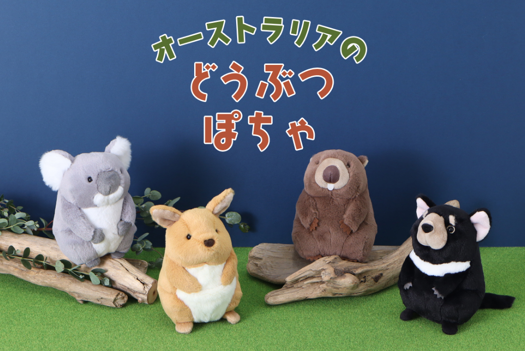 動物オーストラリアぬいぐるみ3個 🐨オーストラリアのどうぶつぽちゃ🐨 | ショップニュース | 青葉台東急