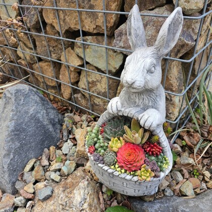 多肉植物の寄せ植え